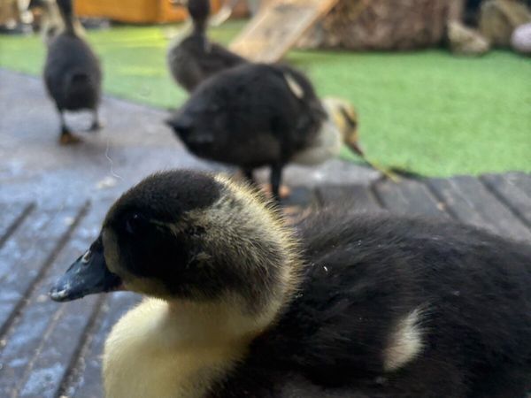 Baby khaki Campbell ducks - Main image