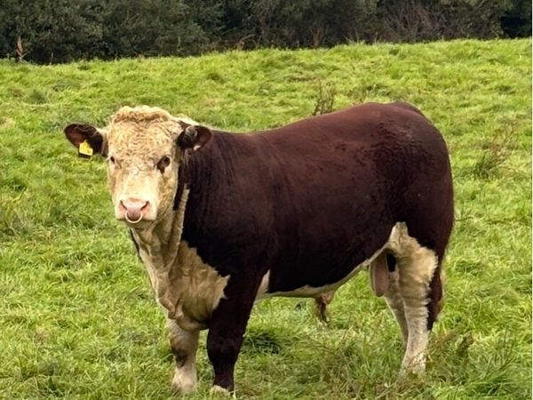 Pedigree Hereford Bulls- Cork - Main image