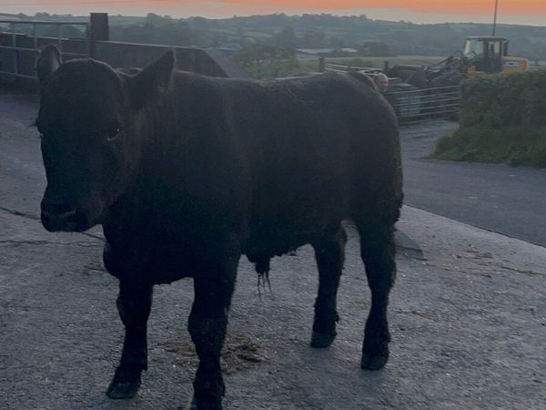 Registered Pedigree Angus Bull - Main image