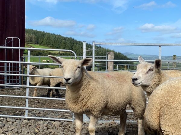 Replacement Ewe Lambs (quiet homebred lambs) - Main image