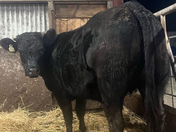 ⭐️Super quality limousine 1st calving heifer⭐️ - Main image