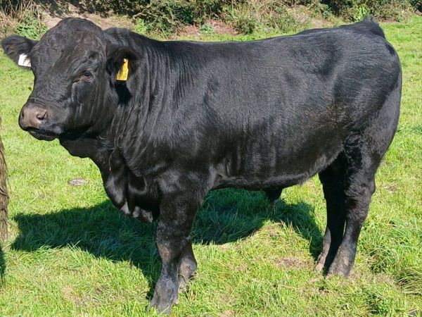 Bull Weanlings Balla Mart Tues 22nd - Main image
