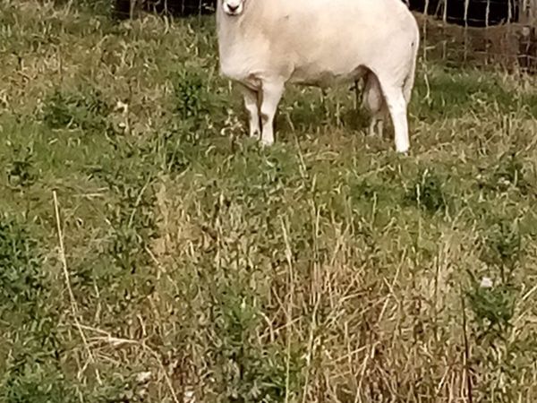 Easicare tup for sale - Main image