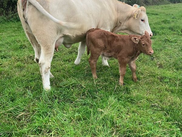Incalf Heifers for sale - Main image