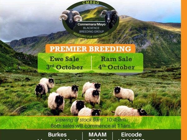 Connemara/mayo Sale - Main image