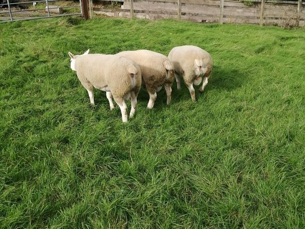 Texel shearlings. - Main image