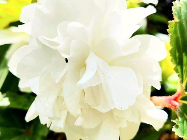 Begonia Grandiflora - Main image
