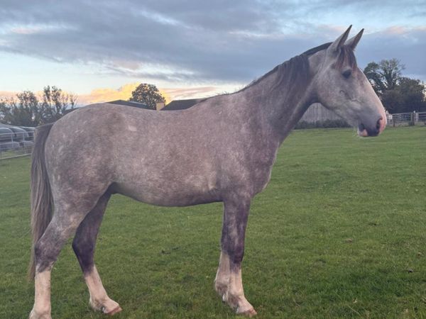 DRAFT GELDING - Main image