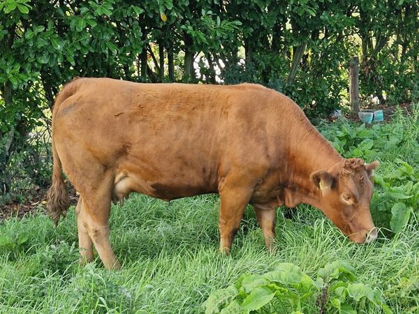 3 super in calf heifers - Main image