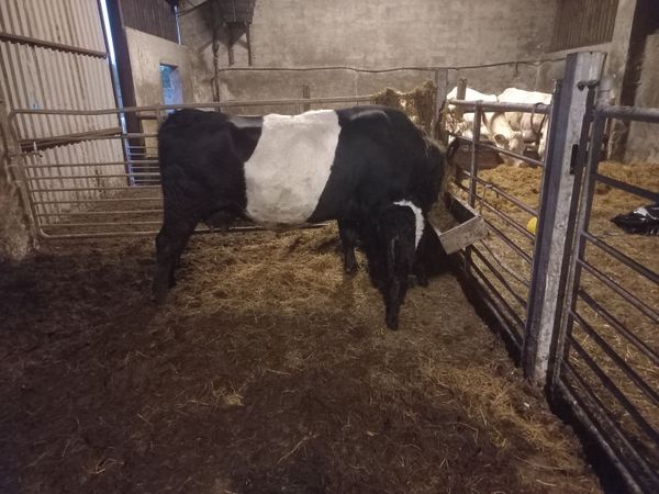 Belted Galloway cow and calf - Main image