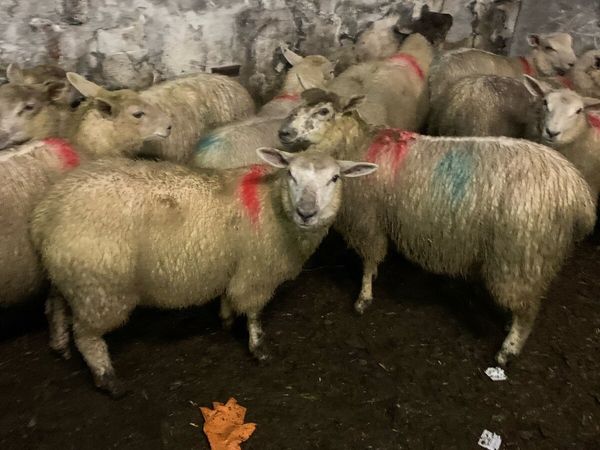 Ewe lambs - Main image