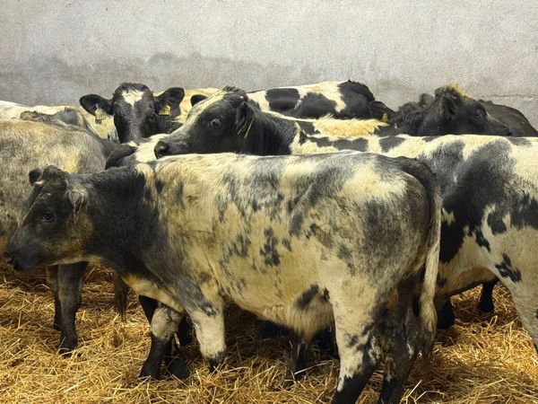 12 SUPER BELGIAN BULL WEANLINGS ( HOMEBRED) - Main image