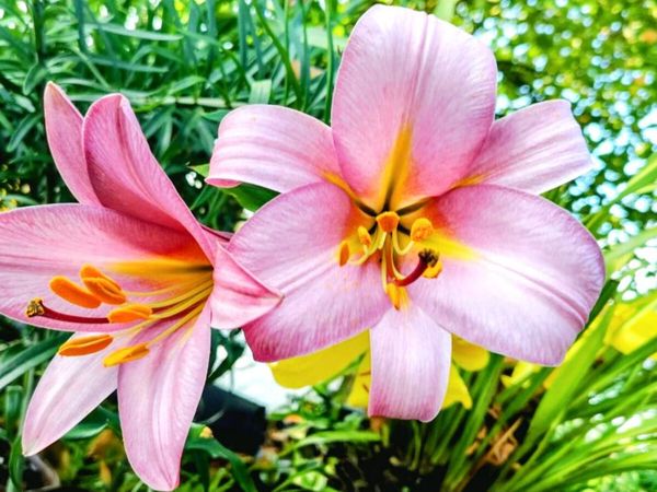 Garden Plants Gorey Sale - Main image