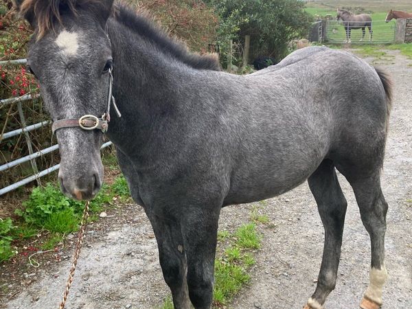 Draught horse foal - Main image