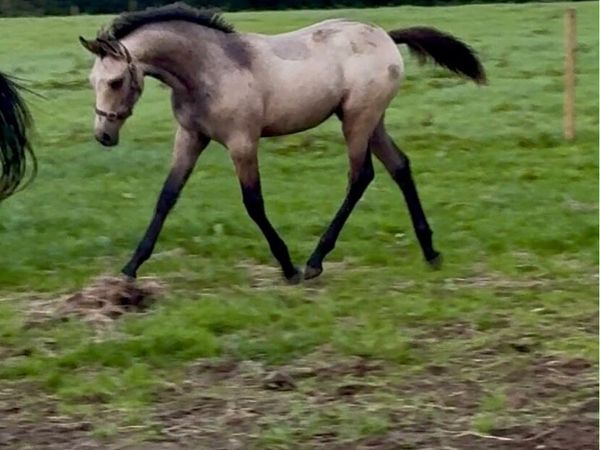 Foal - Main image