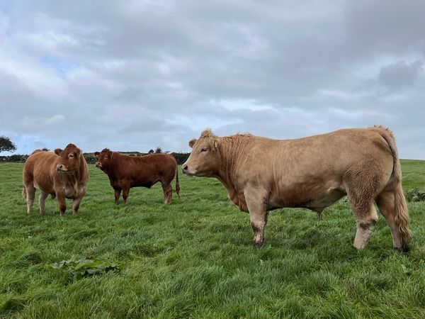 Bullocks for Kilfenora Cattle Show and Sale - Main image