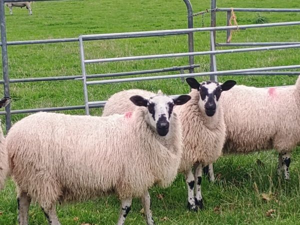 Mule ewe lambs - Main image
