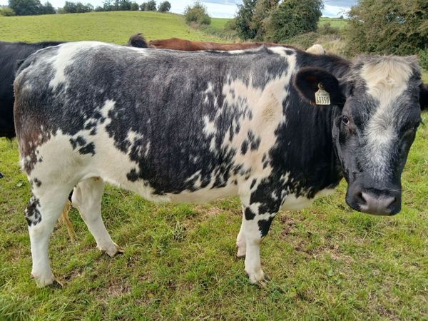 3 in calf Heifers - Main image