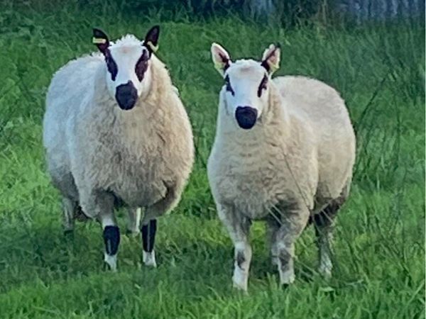 Pure Bred registered KerryHill ram Lambs - Main image
