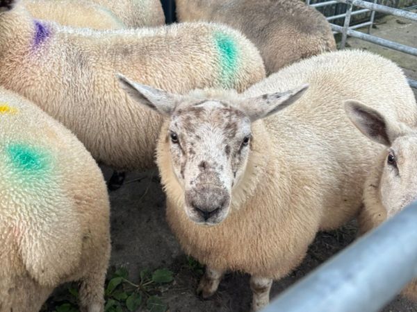 Ewe lambs - Main image