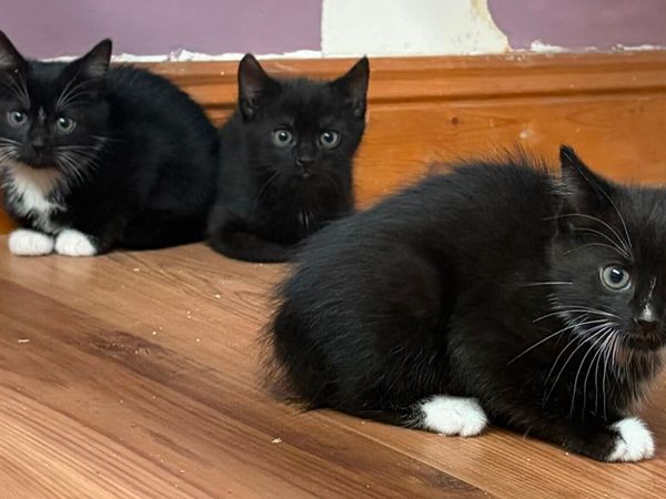 Kittens - Main image