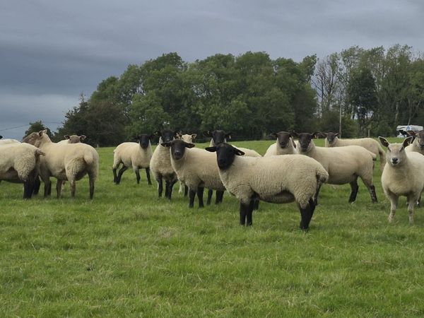 40 Suffolk X Ewe Hoggets - Main image