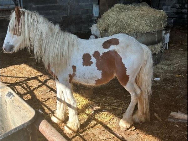 Cob horses - Main image