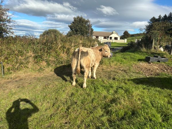 3 organic bullocks for sale at Gortlea 23/9/2026 - Main image