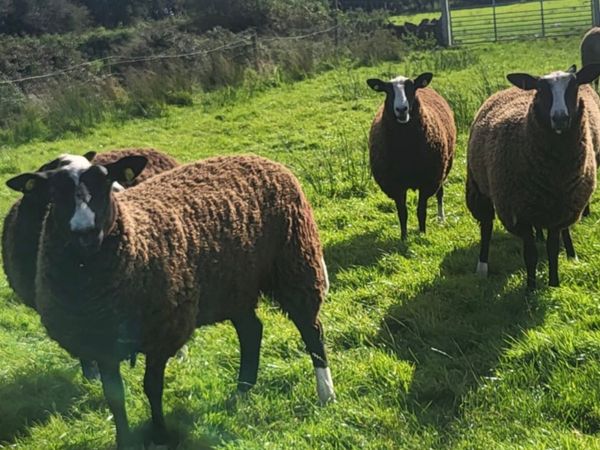 Pedigree Zwartble Ewe Lambs - Main image