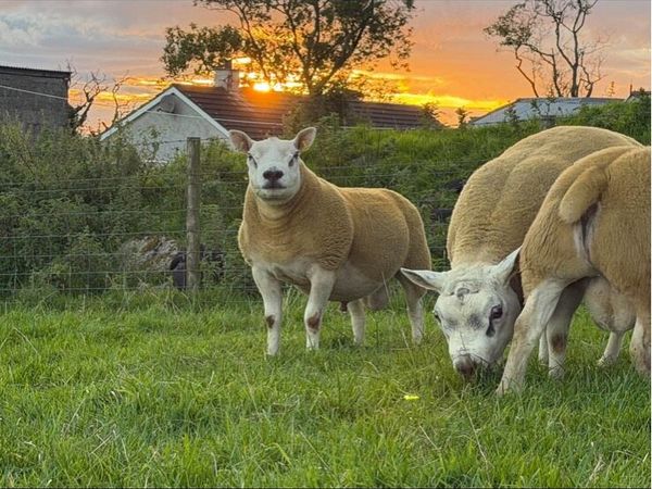 Pedigree shearling rams - Main image