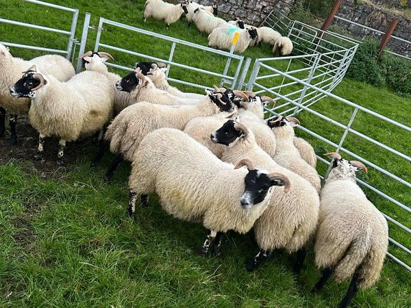 Lanark ewe lambs - Main image