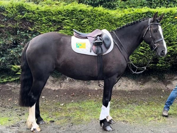 Pony club dream - Main image