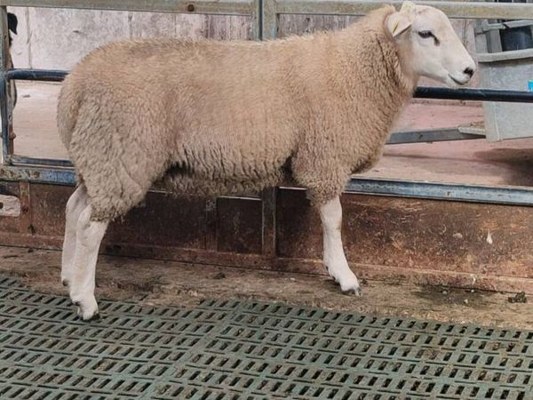 Pedigree Lleyn Ram lamb - Main image