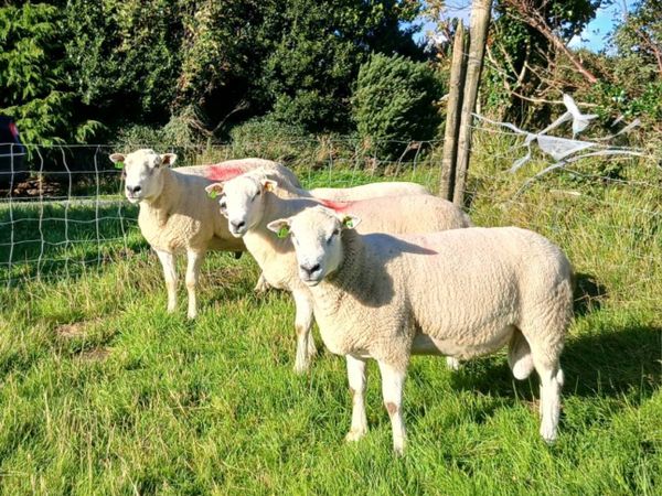 Lleyn Rams/Lambs - Main image