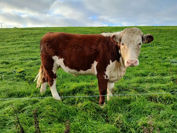 PBR HEREFORD & ANGUS HEIFERS FOR SALE - Main image