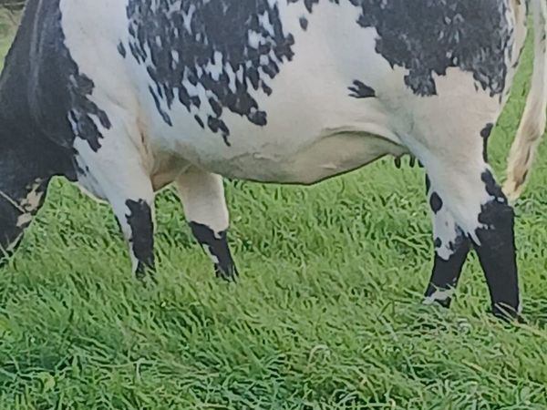 2 x in calf heifers - Main image