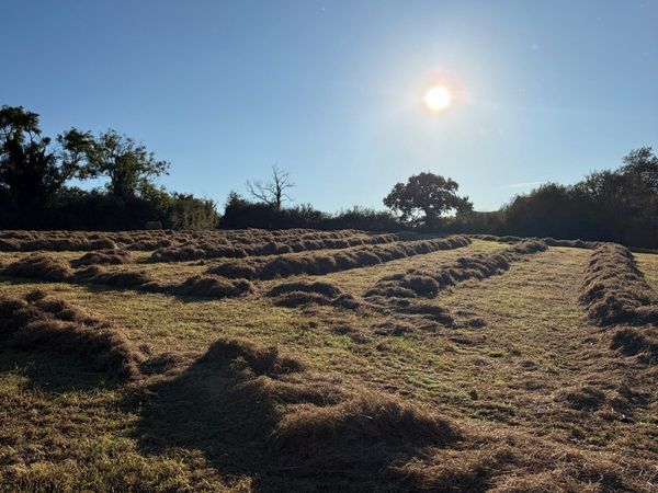 Hay - Main image