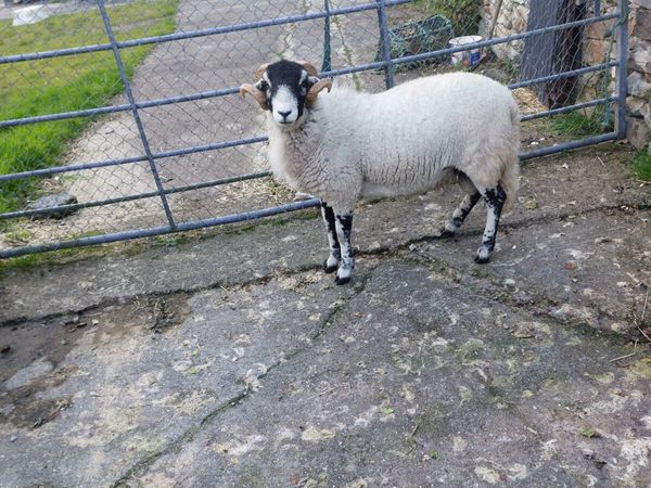 Swaledale hoggot ram, SIS eligible - Main image