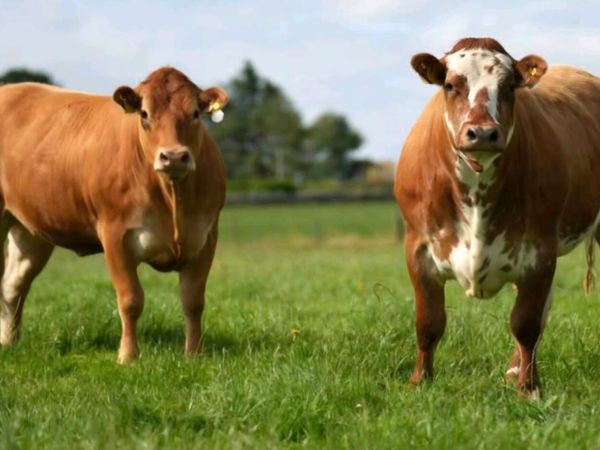 🐮Outstanding Incalf Heifer Sale Fri 16th Oct🐮 - Main image