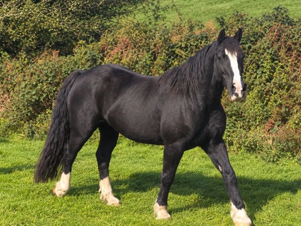 Cob - Main image