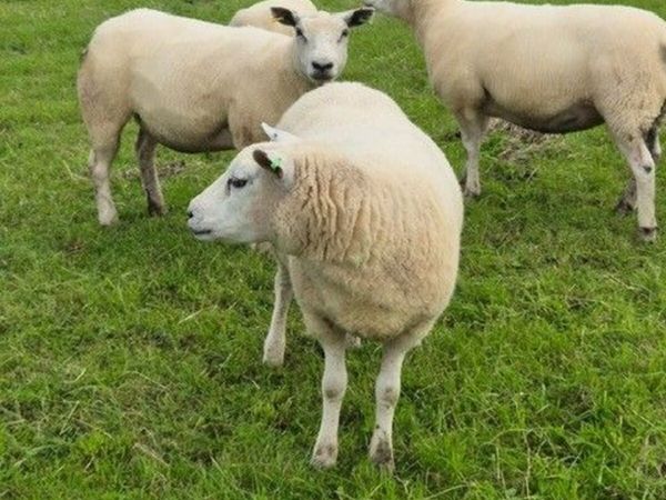 Super batch of fresh hoggets - Main image