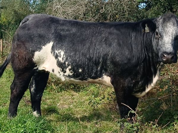Bulling Heifers - Main image