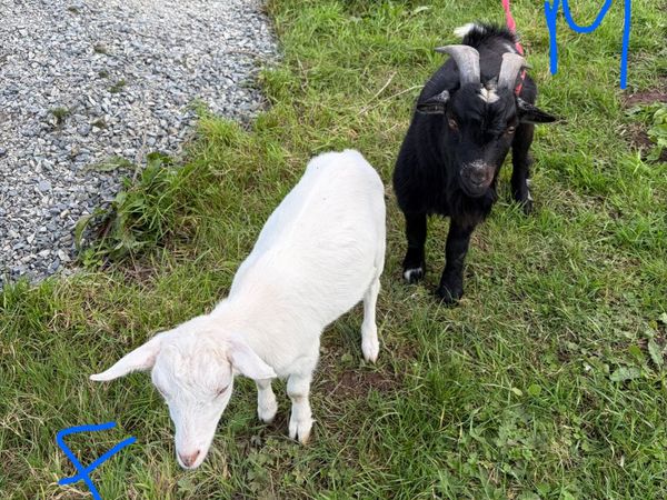 Pygmy goats - Main image