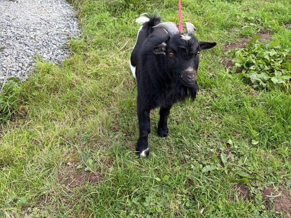 Pygmy goat - Main image