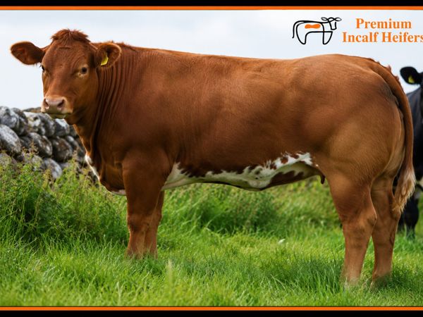 🐮Outstanding Selection of Incalf Heifers 16th Oct - Main image