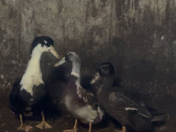 3 ducks - Main image