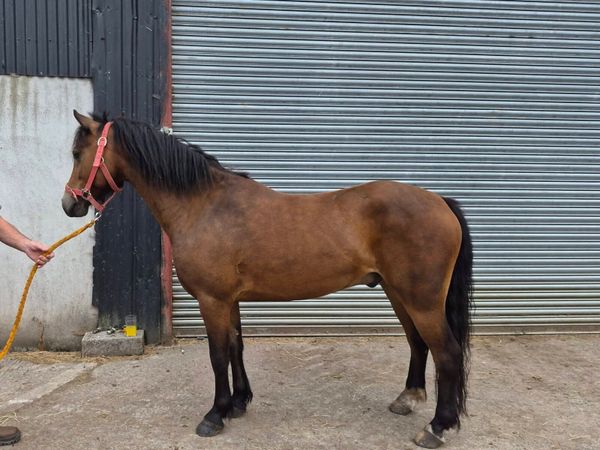 12.2 Connemara x Gelding - Main image
