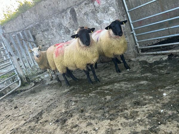 Smashing crossbred ewe hoggets - Main image