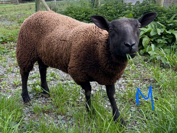 Sheep - Main image