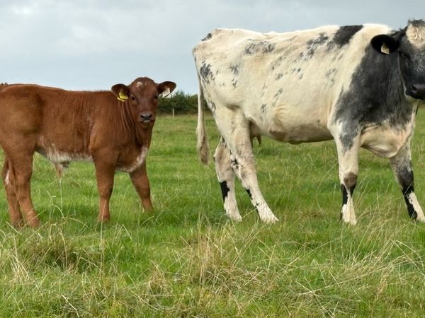 First calved blue heifer and bull calf - Main image
